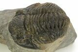 Detailed Proetid (Gerastos) Trilobite Fossil - Morocco #323181-2